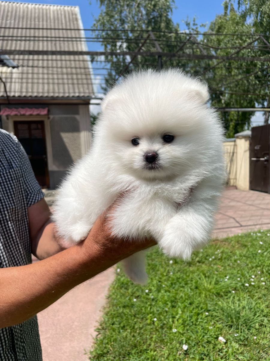Pomeranian