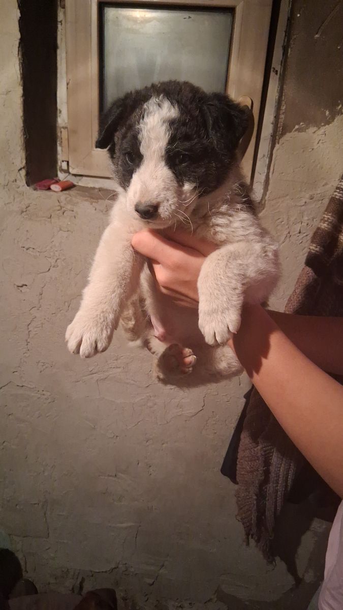 Cobănesc de Bucovina