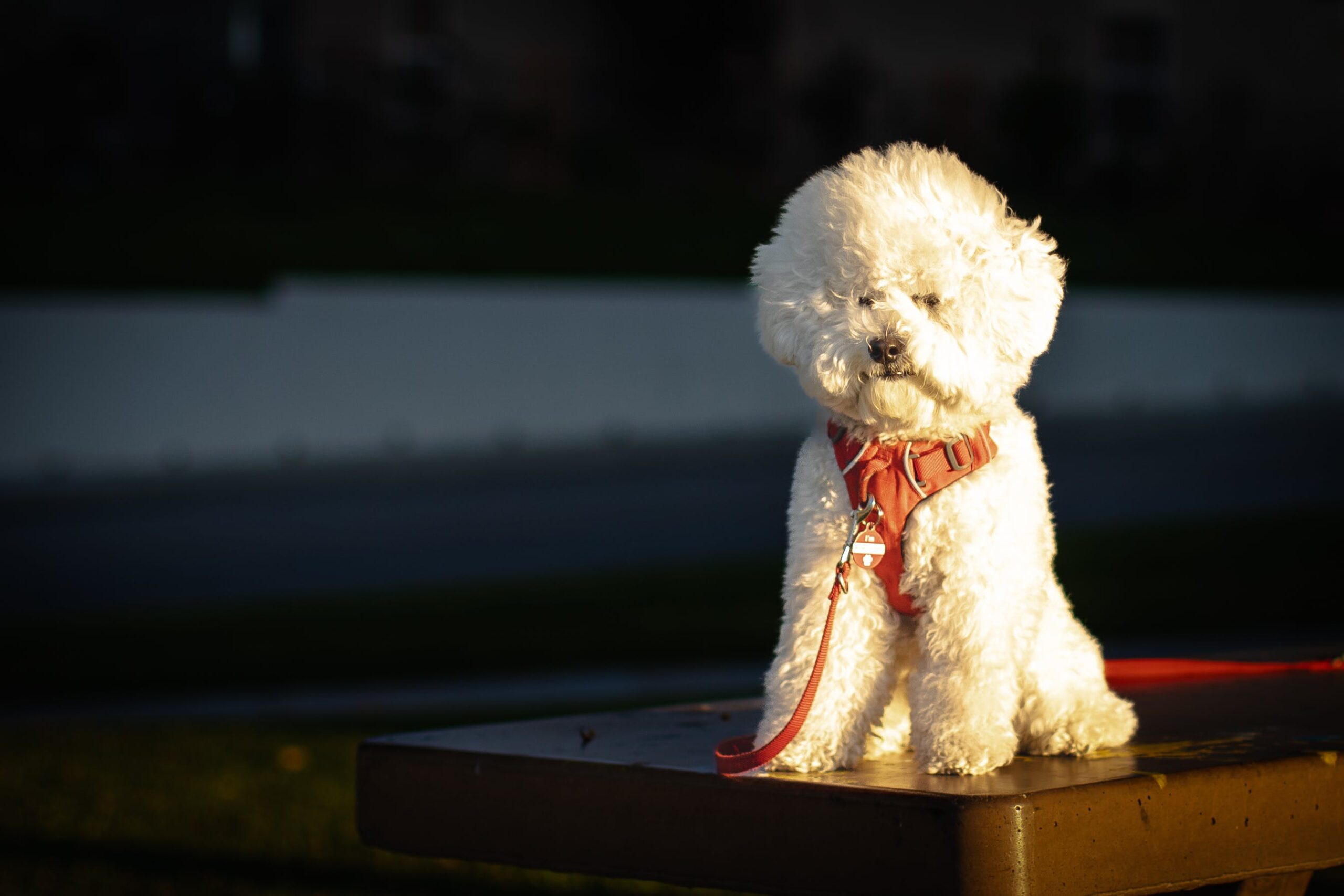 bichon-frise
