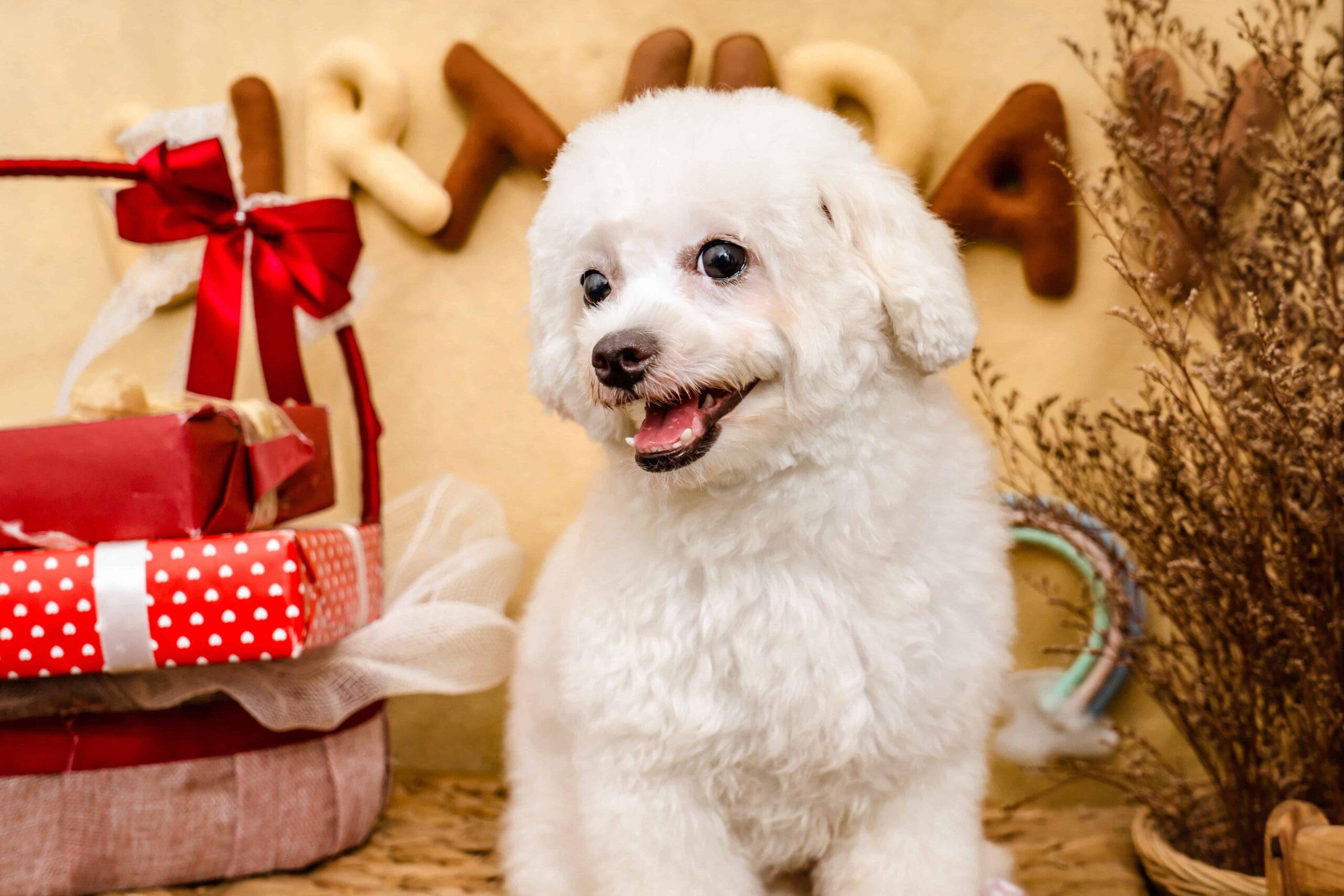 bichon-frise1