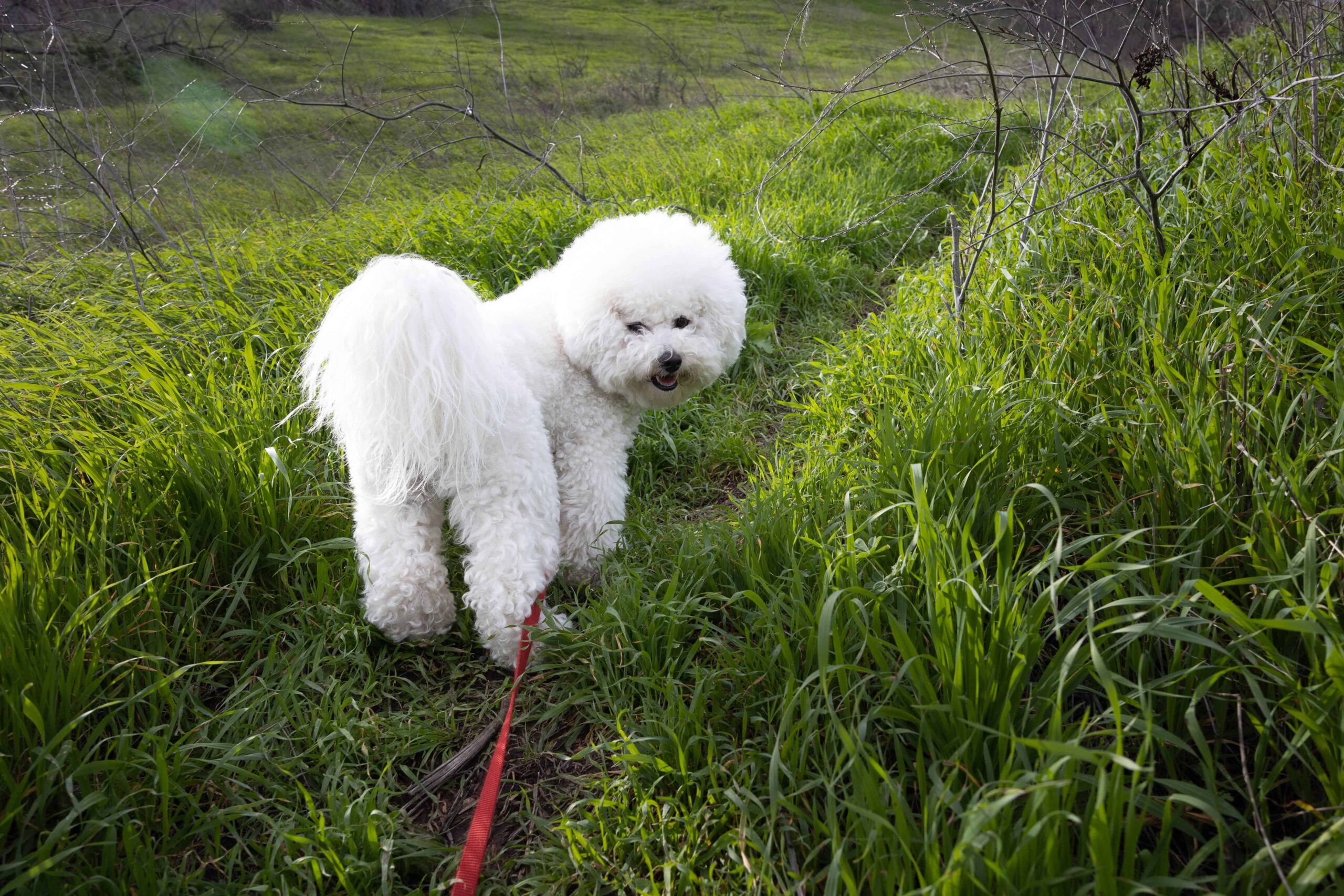 bichon-frise2