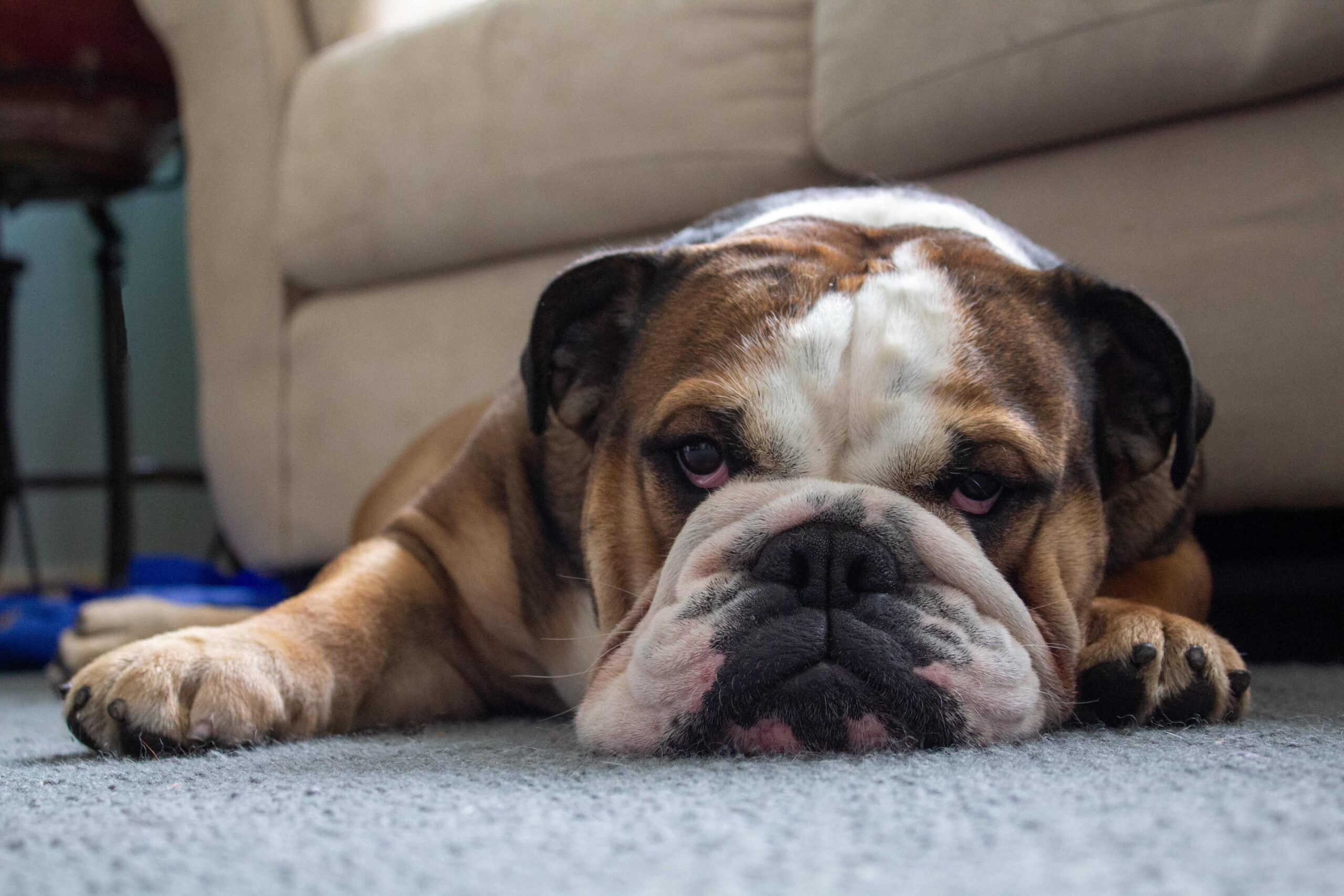 bulldog2-min