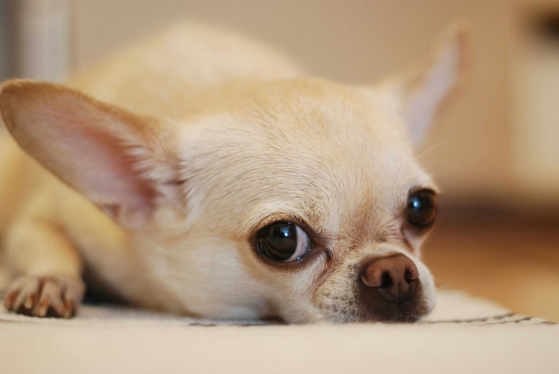chihuaha