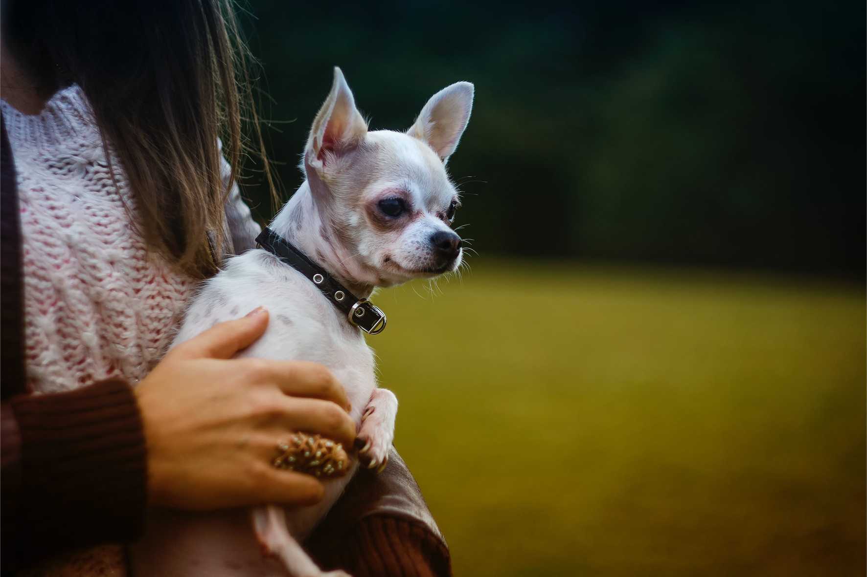 chihuaha1