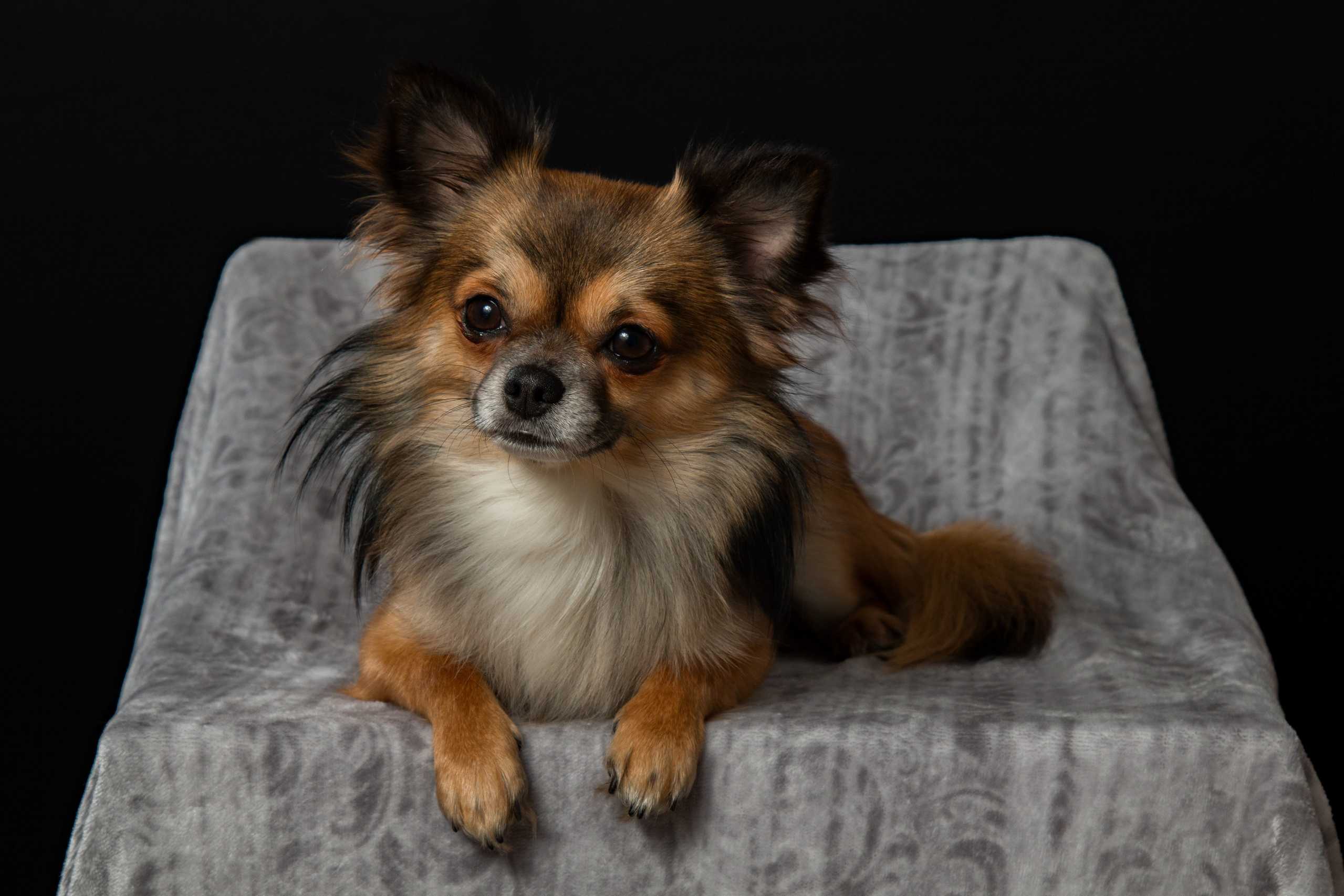 chihuaha2