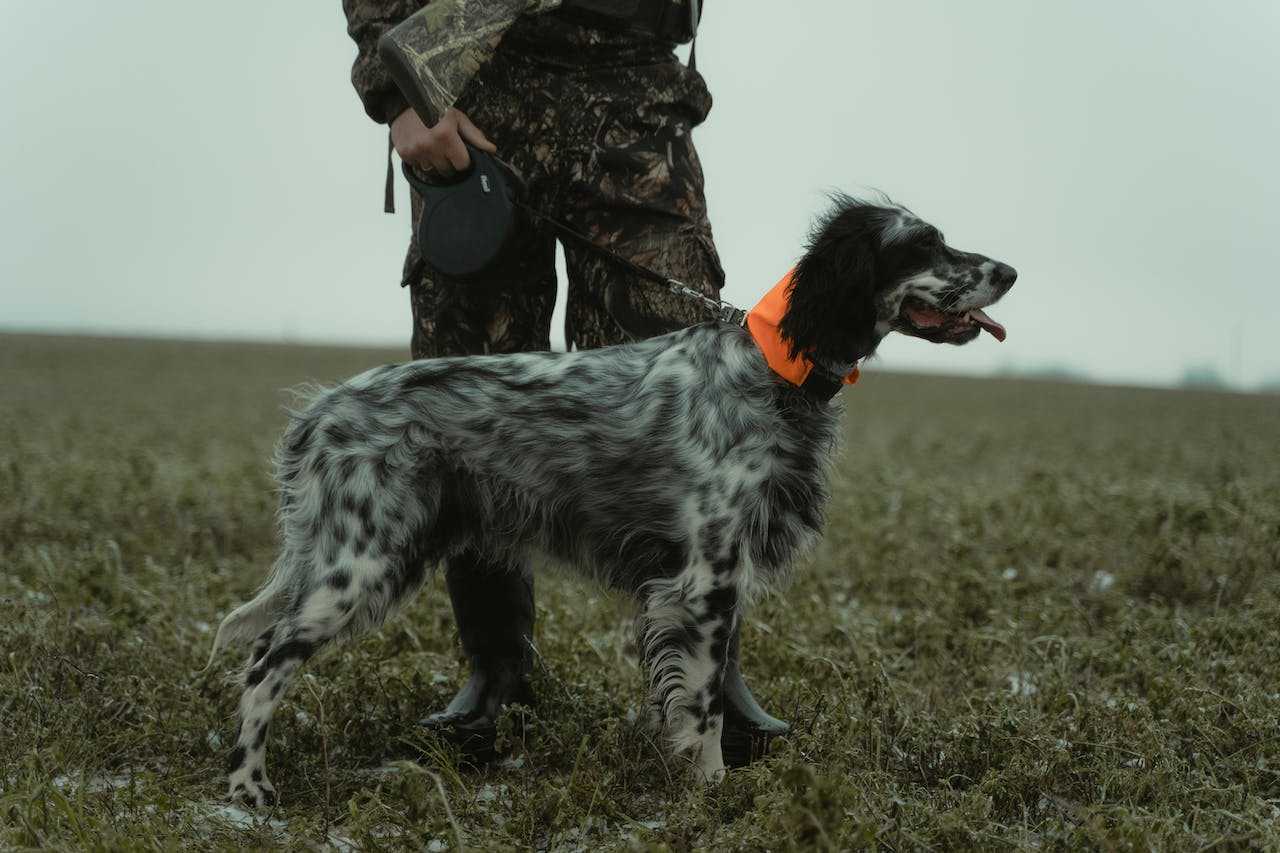 english-setter