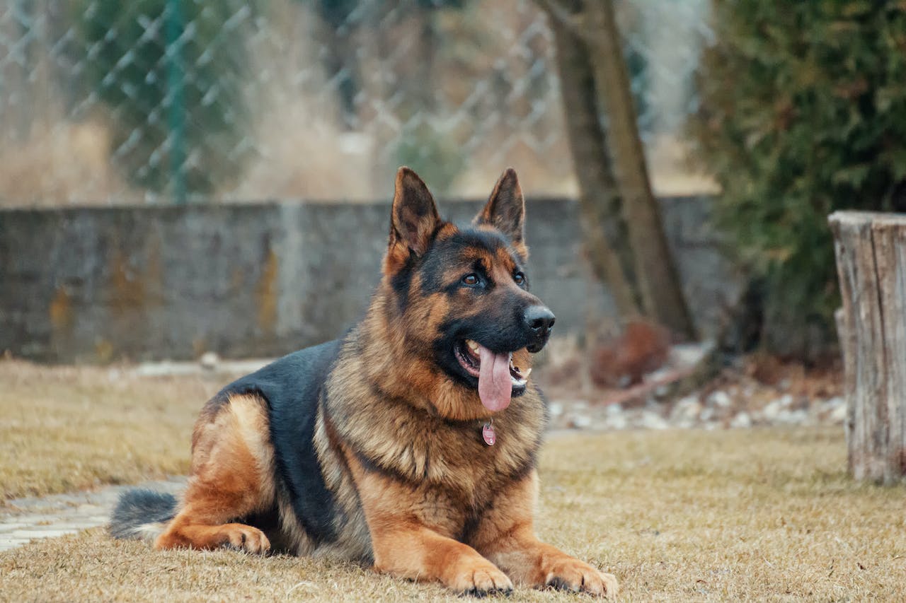 german-shepherd