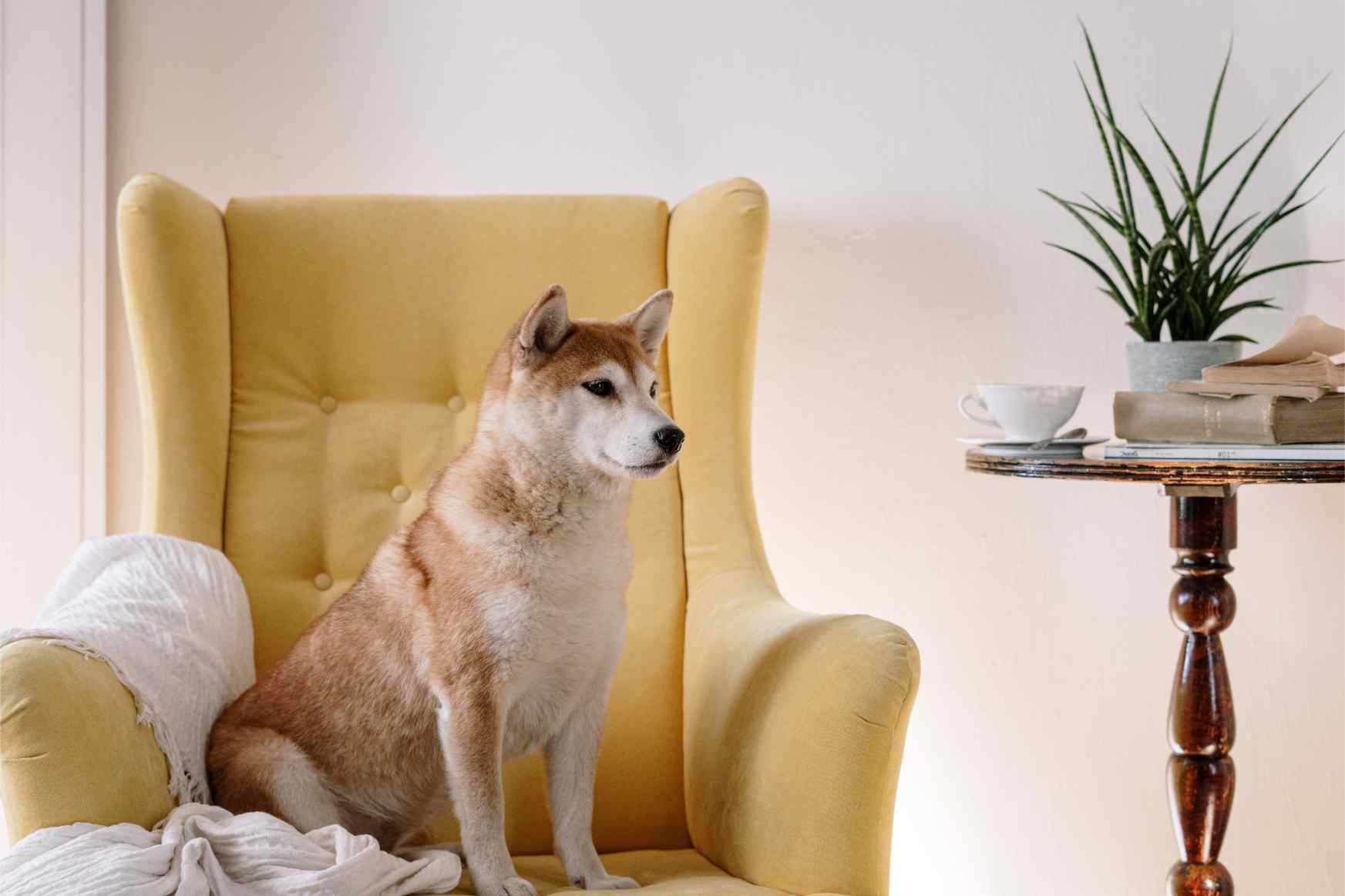 shiba-inu