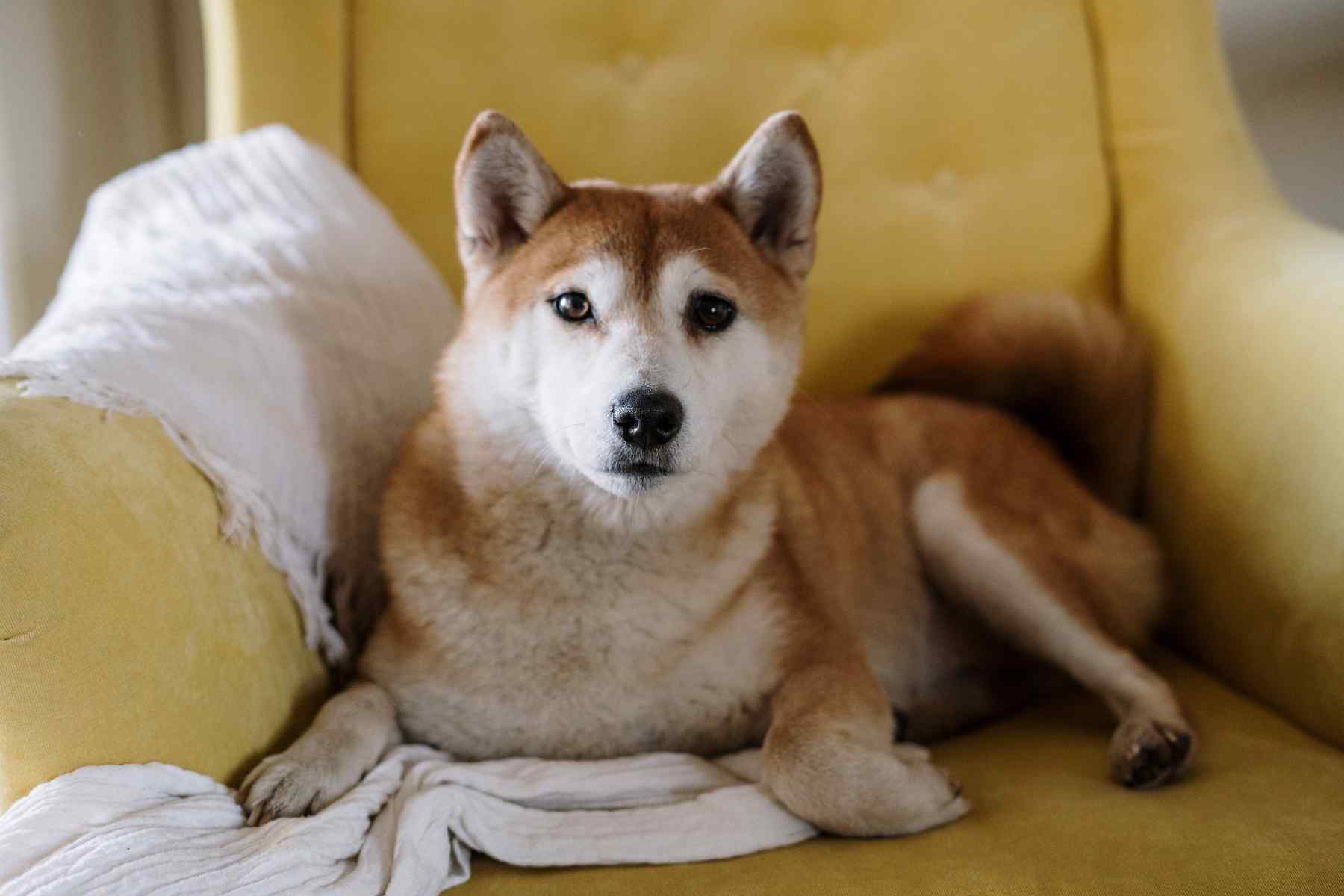 shiba-inu1