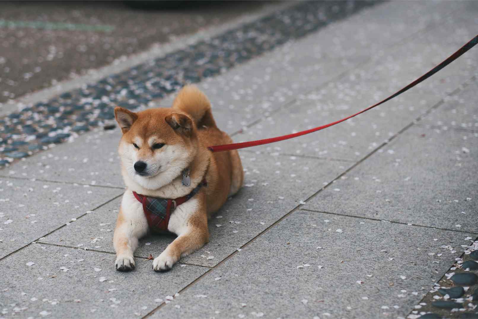 shiba-inu2