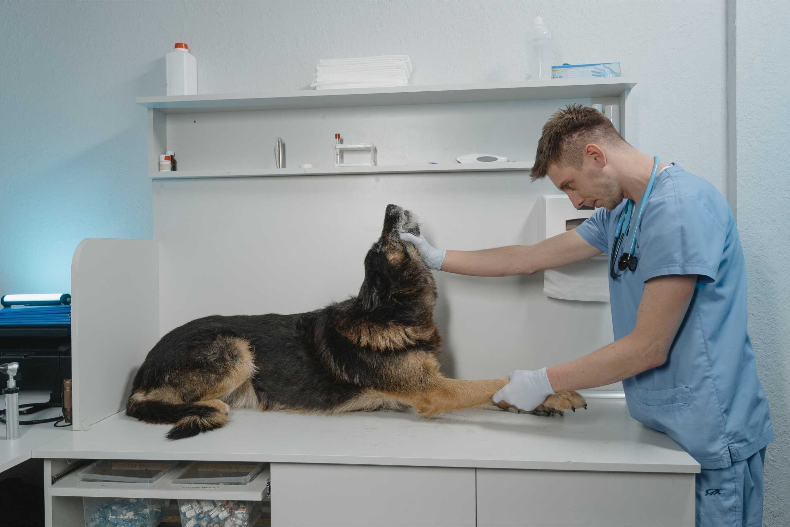 veterinar