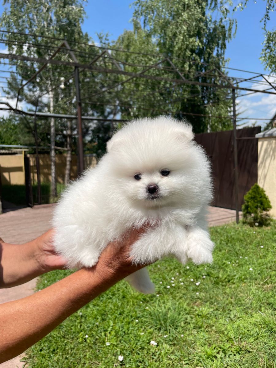Pomeranian
