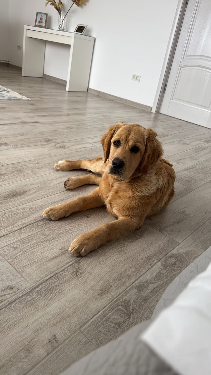 Golden retriever