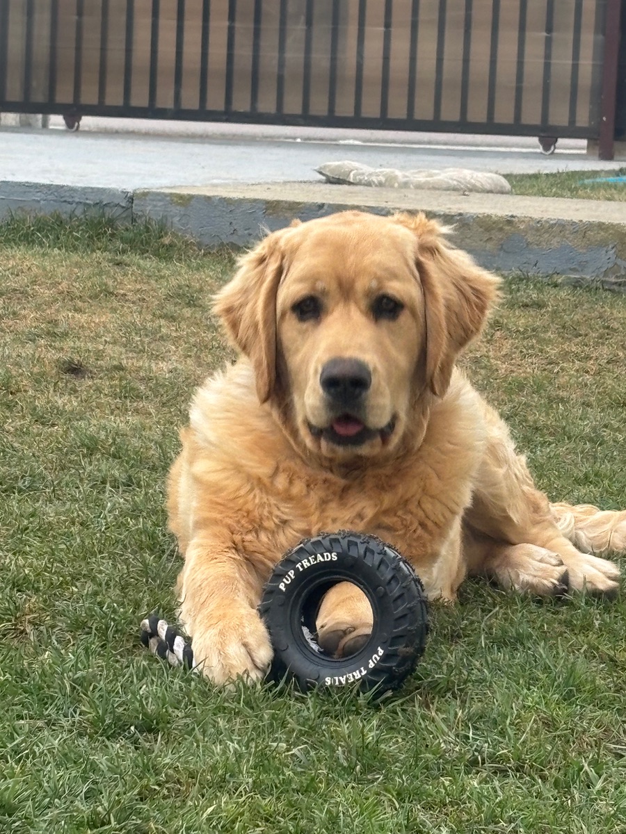 Golden retriever