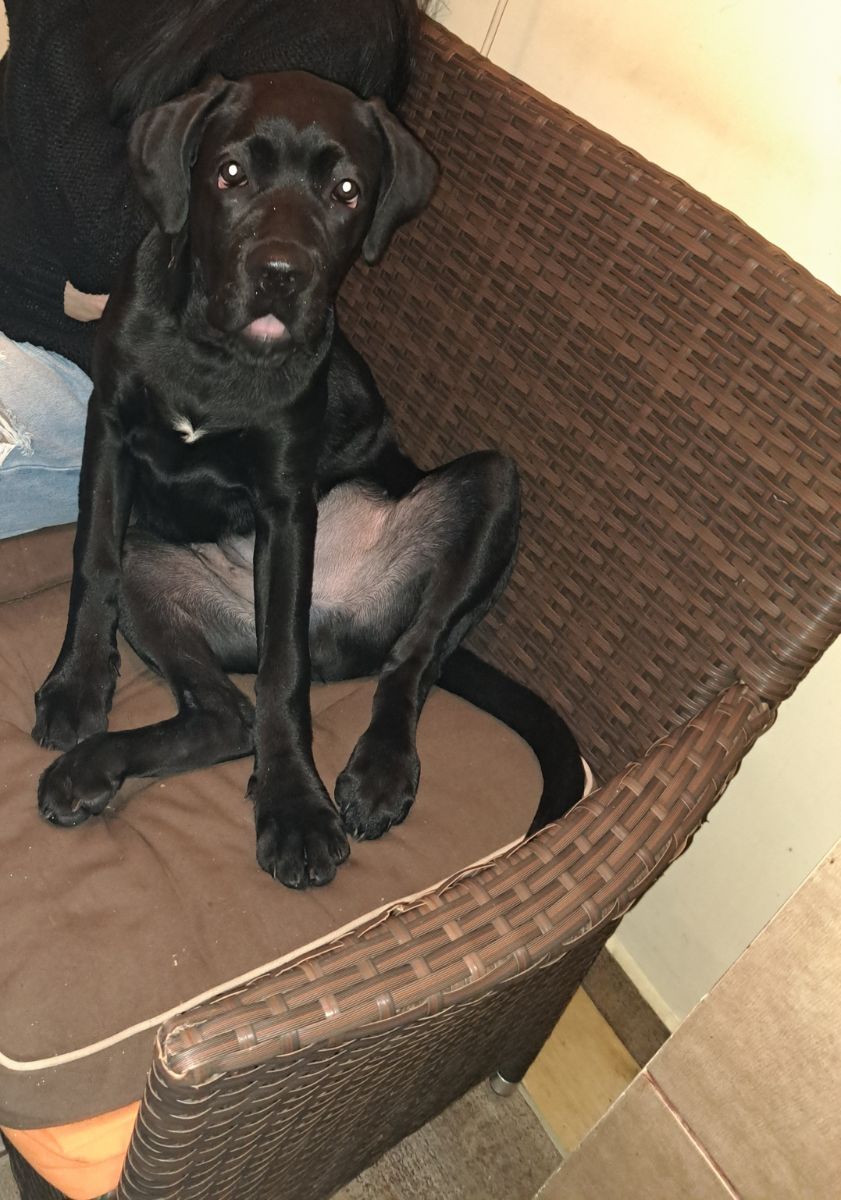 Cane Corso